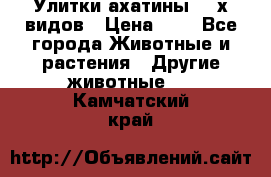 Улитки ахатины  2-х видов › Цена ­ 0 - Все города Животные и растения » Другие животные   . Камчатский край